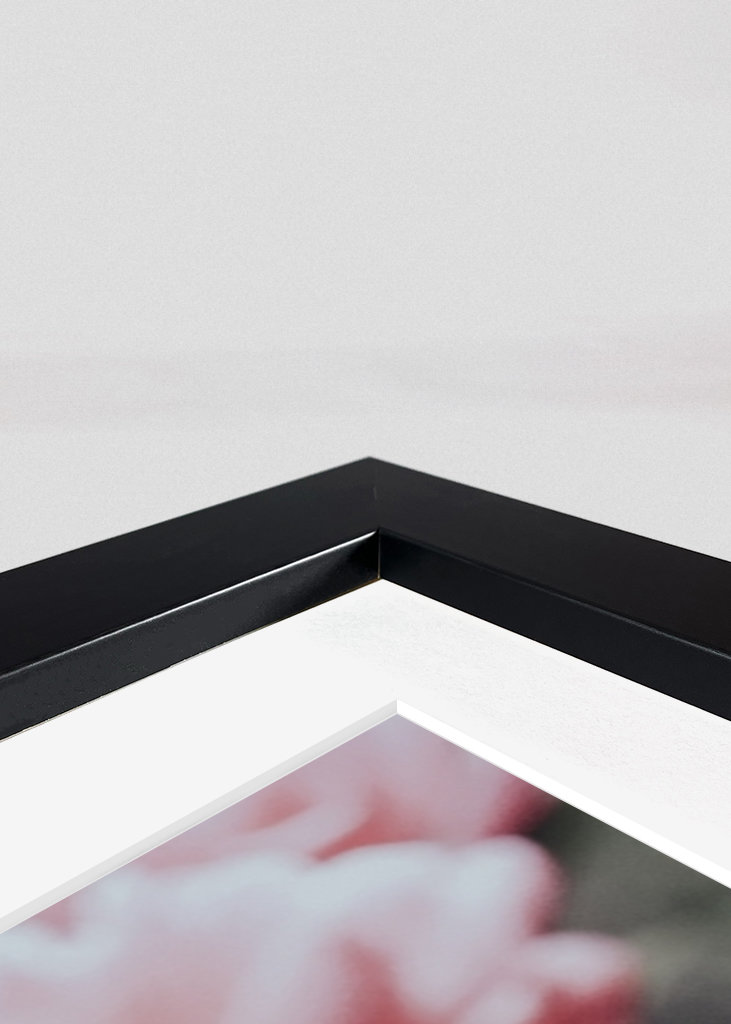 Halvány rózsaszín bazsarózsa