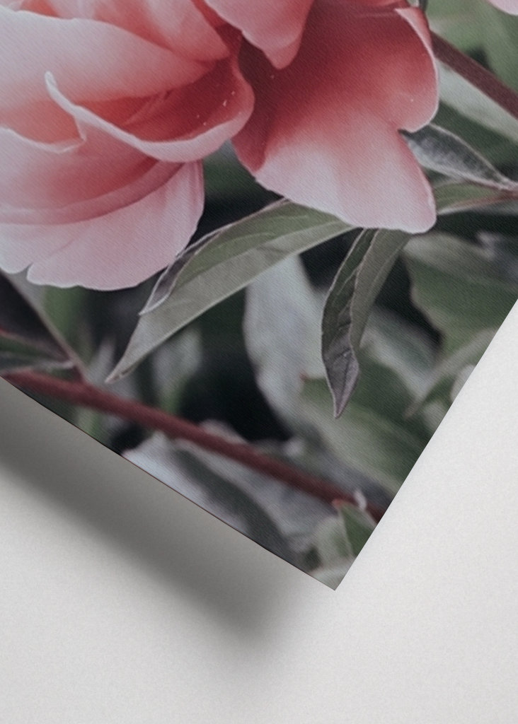 Halvány rózsaszín bazsarózsa