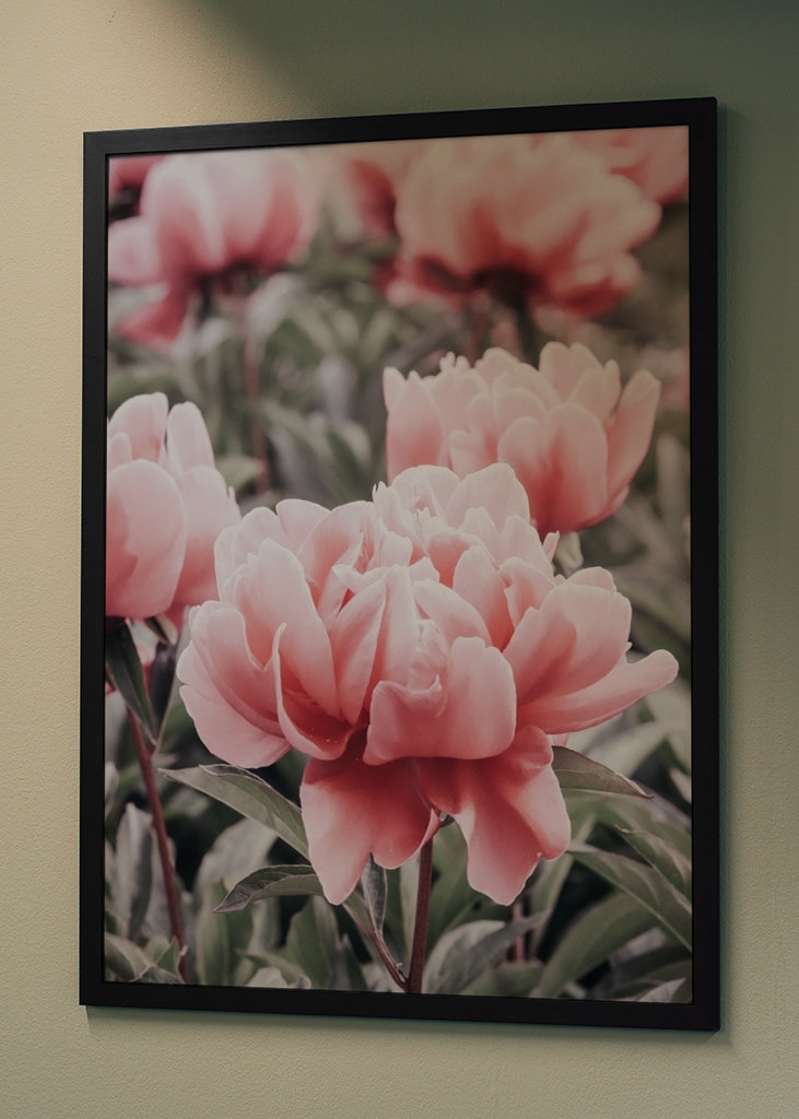 Halvány rózsaszín bazsarózsa