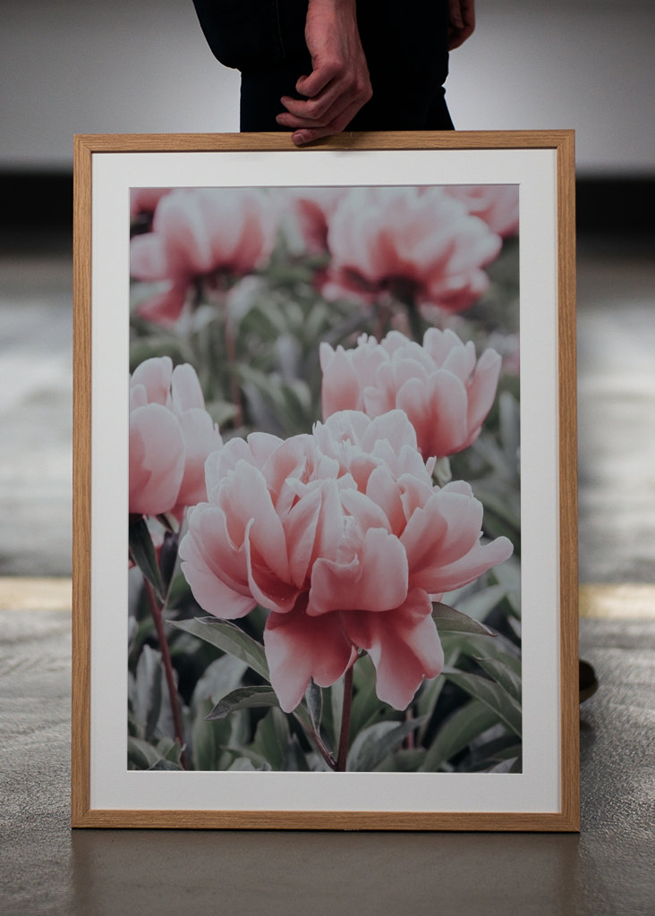 Halvány rózsaszín bazsarózsa