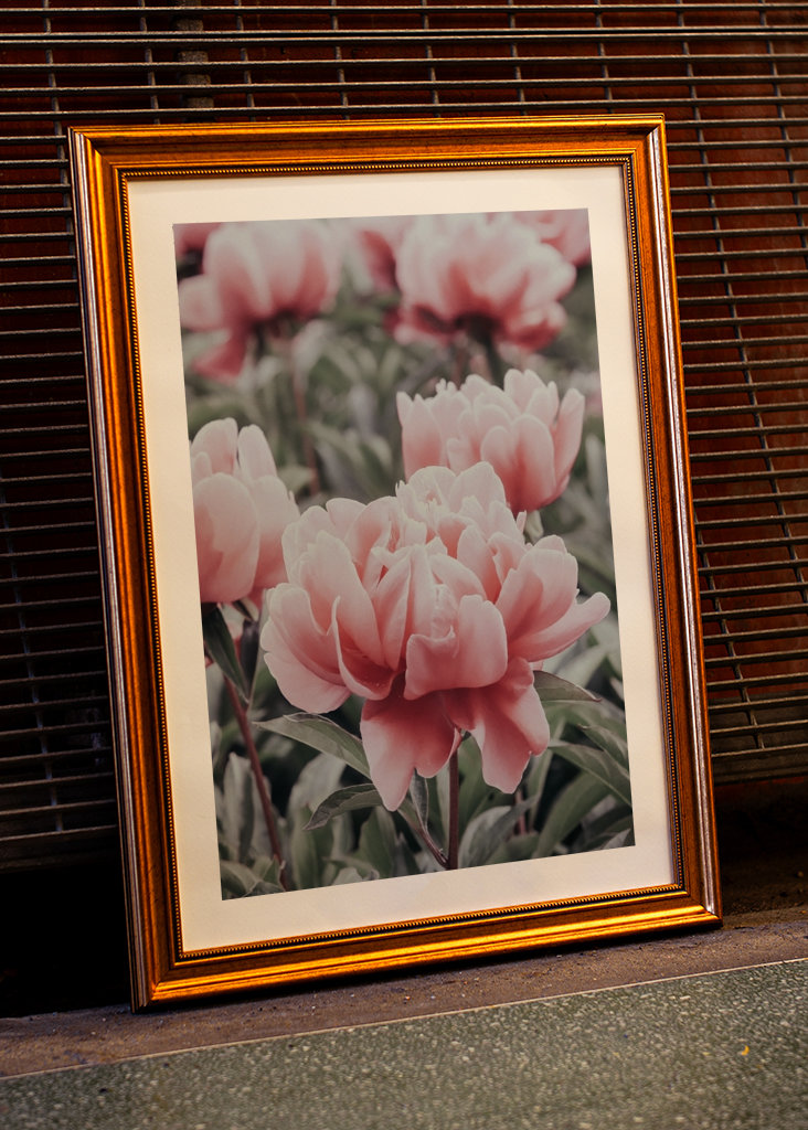 Halvány rózsaszín bazsarózsa