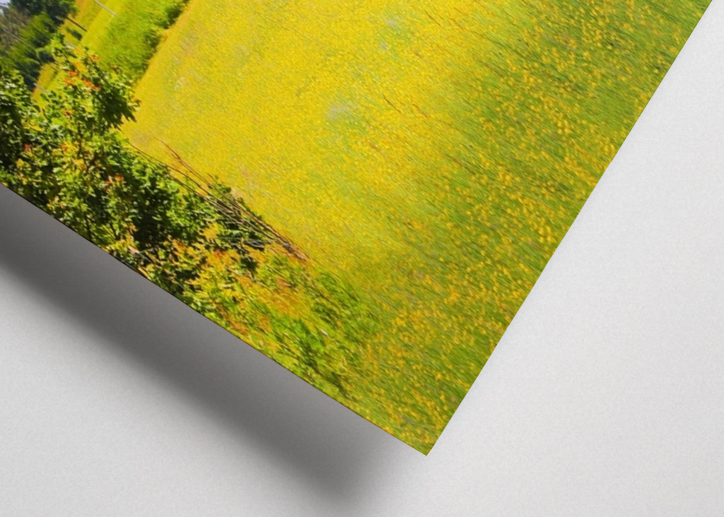 Letní pole s jahodami 