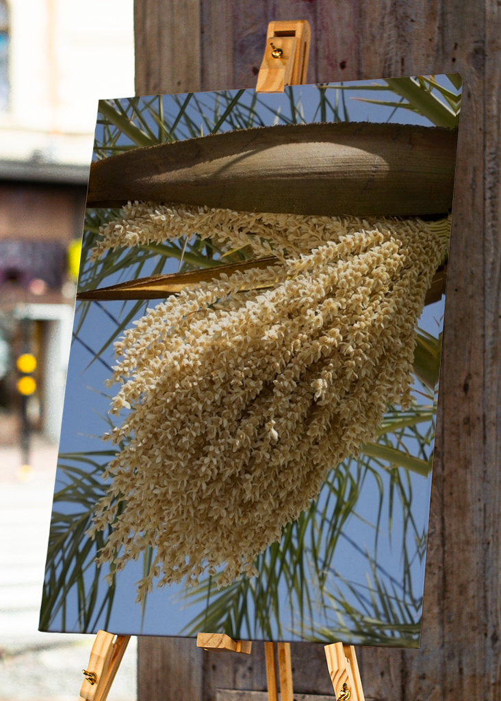 Flowering date palm, blue sky
