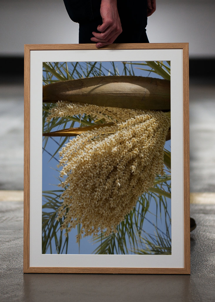 Flowering date palm, blue sky