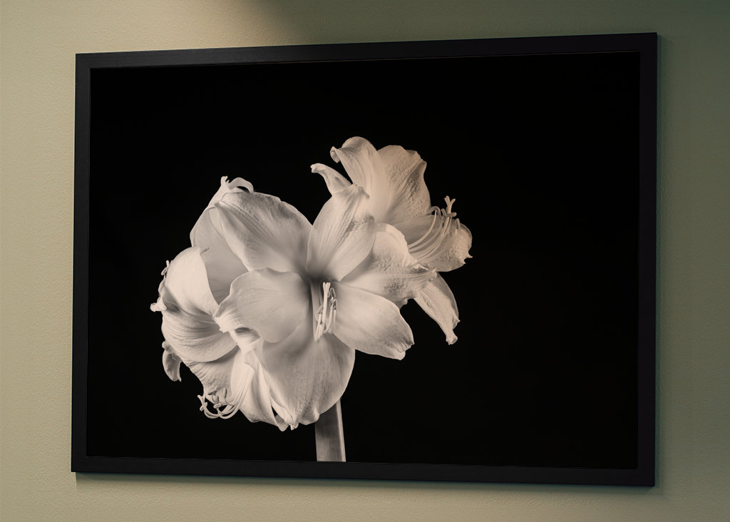 Amaryllis blomstrer i sort og hvid