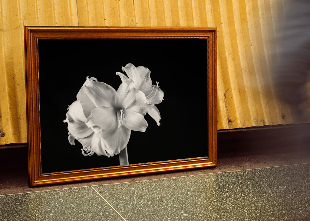 Amaryllis blomstrer i sort og hvid