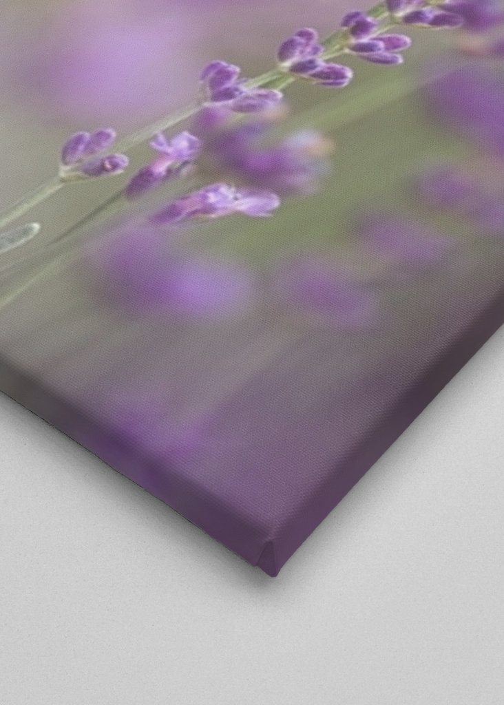 Humlebi i lavendelmarken I