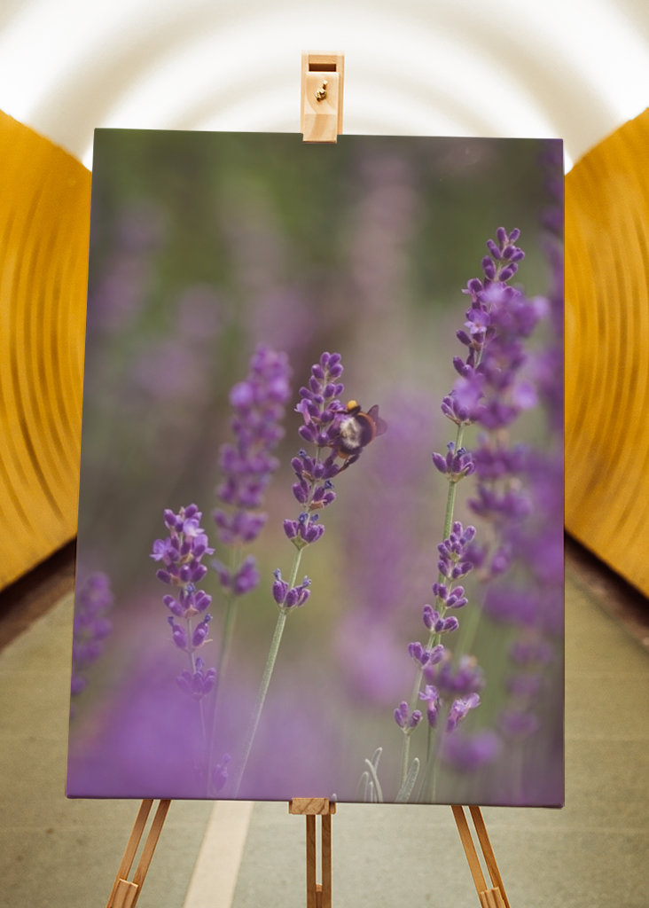Humlebi i lavendelmarken I