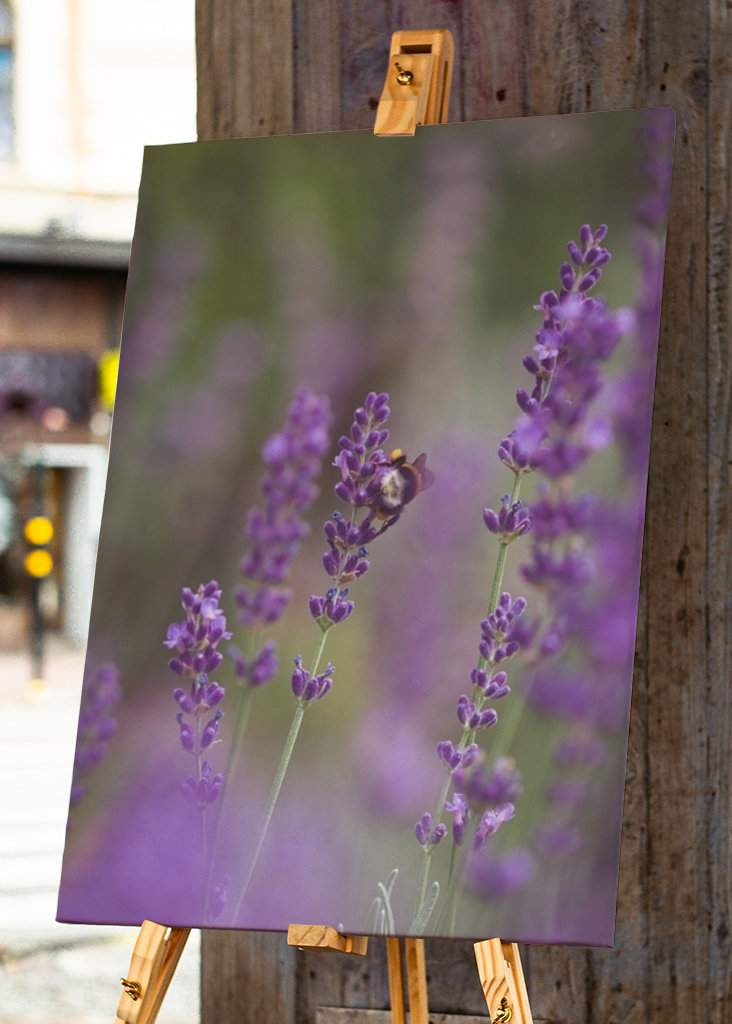 Humlebi i lavendelmarken I