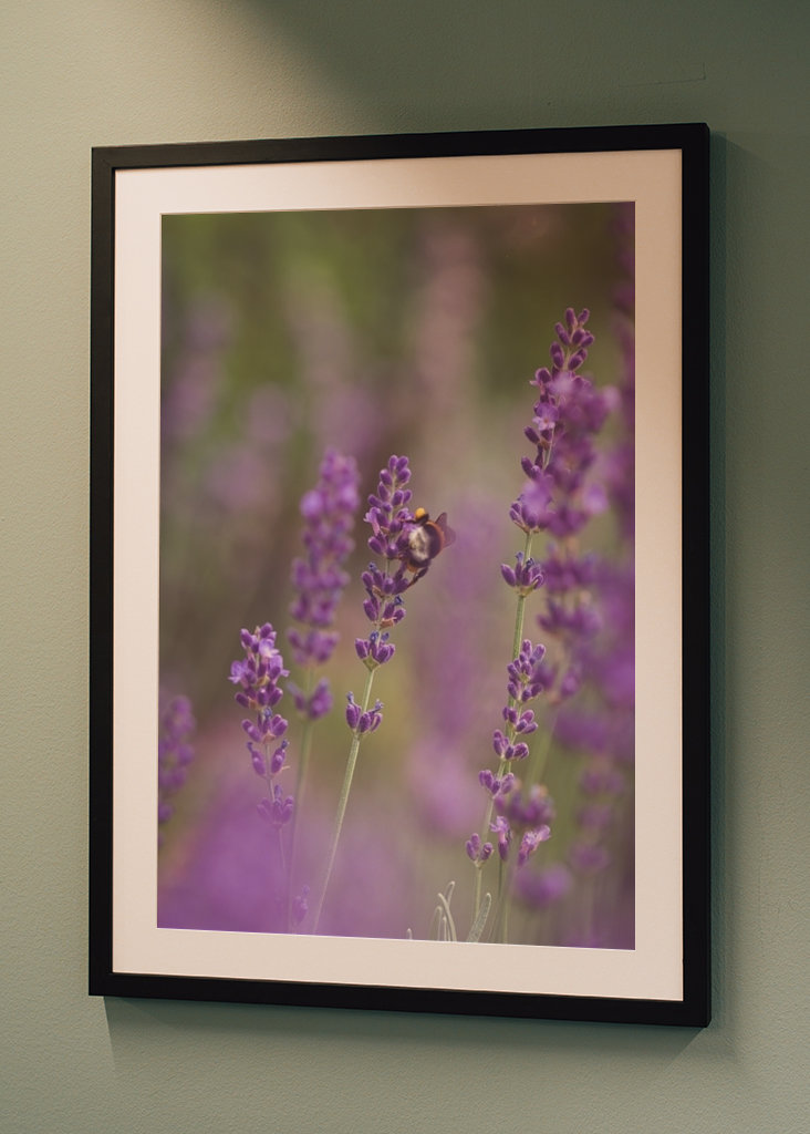 Humlebi i lavendelmarken I