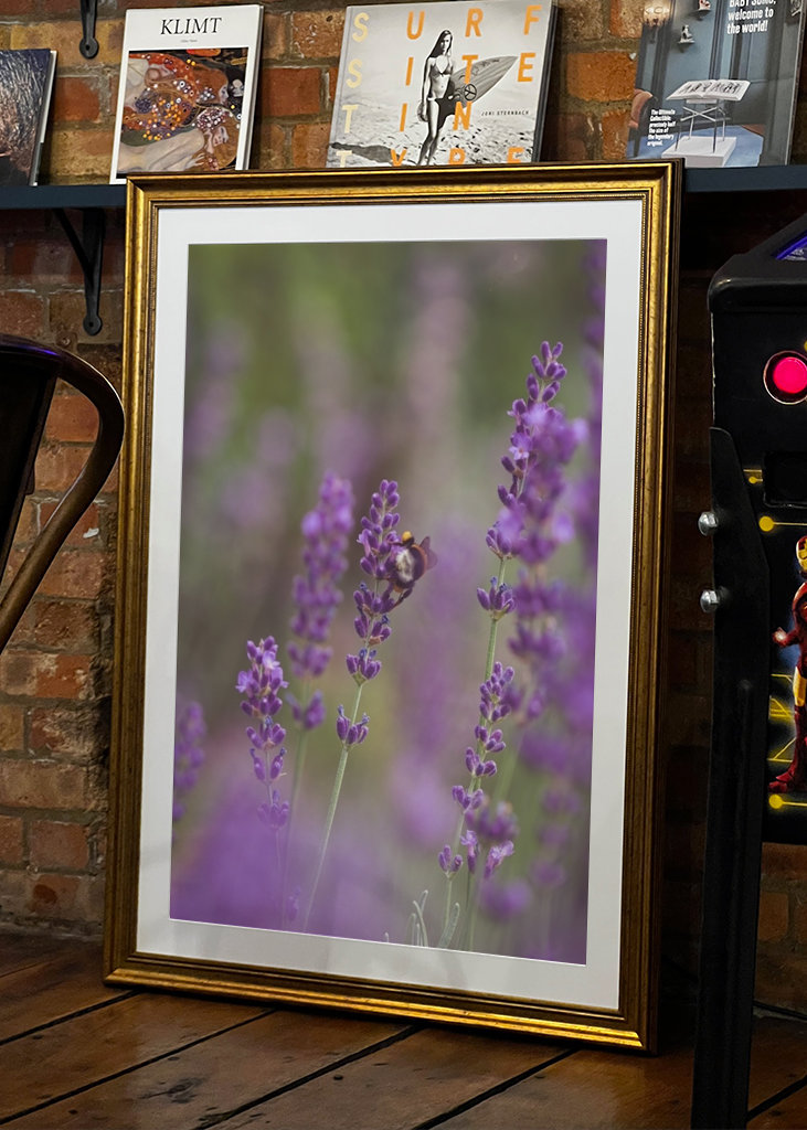 Humlebi i lavendelmarken I