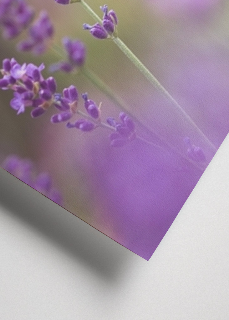 Humlebi i lavendelmarken I