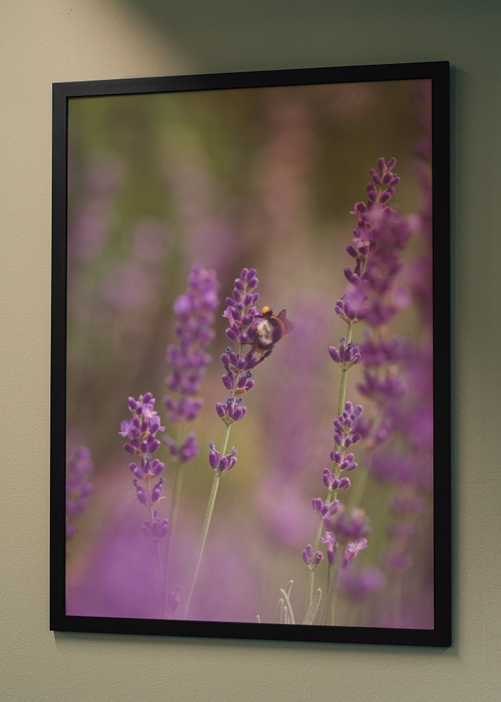 Humlebi i lavendelmarken I