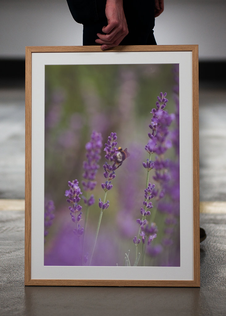 Humlebi i lavendelmarken I