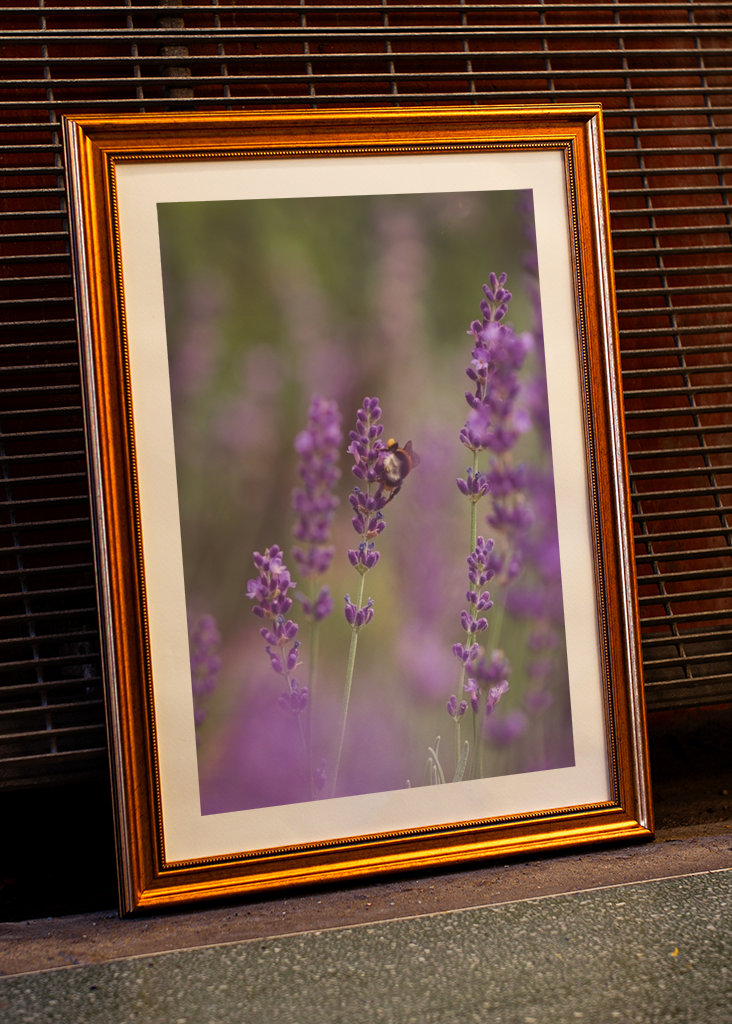 Humlebi i lavendelmarken I