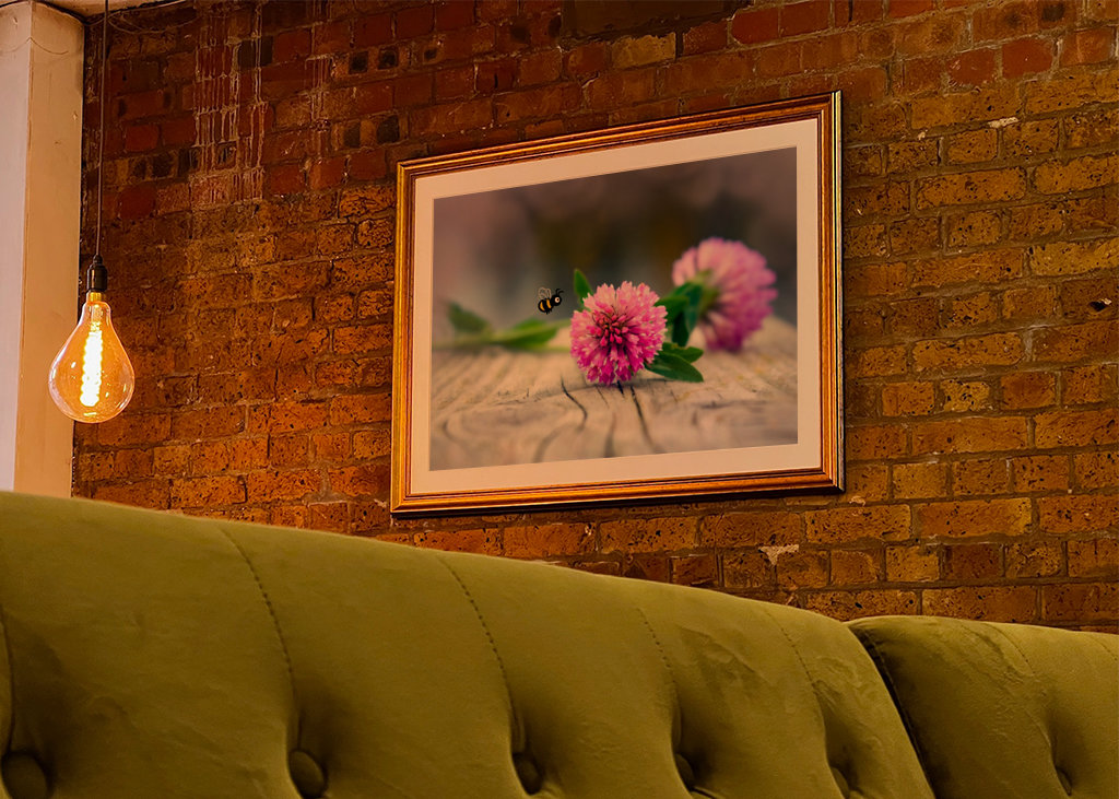 Rode klaver - Trifolium pratense