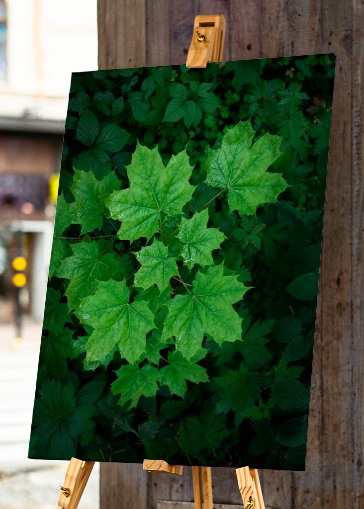Green maple leaves
