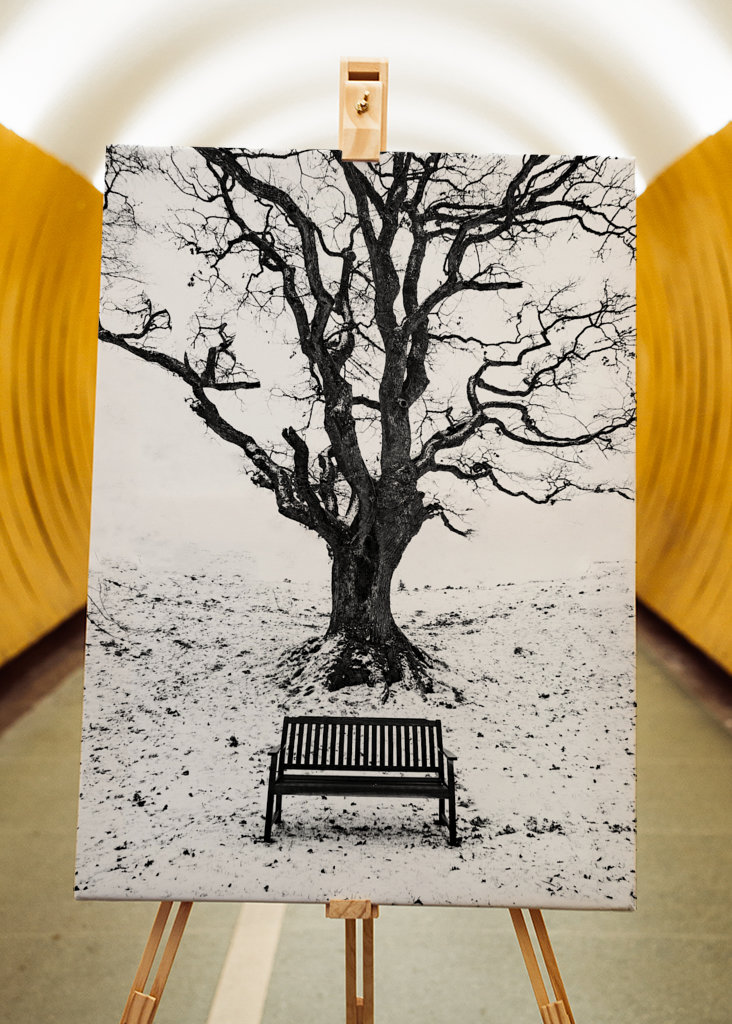 Under the old oaktree