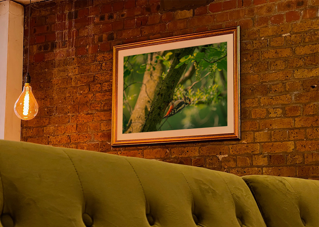 Een grote bonte specht op zoek naar voedsel