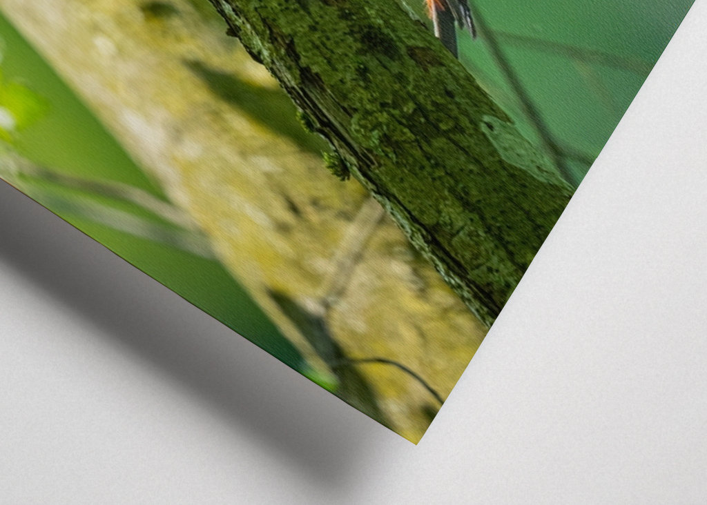 Een grote bonte specht op zoek naar voedsel