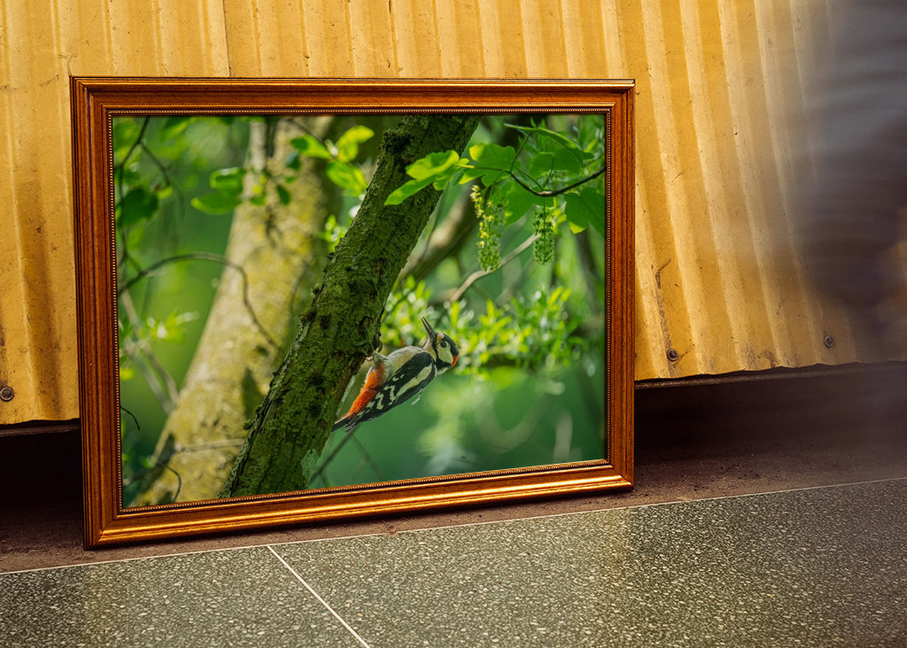 Een grote bonte specht op zoek naar voedsel