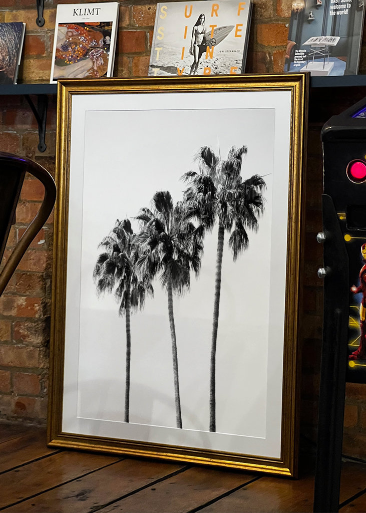 Palm Trees Black & White Vibes