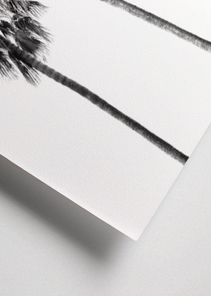 Palm Trees Black & White Vibes