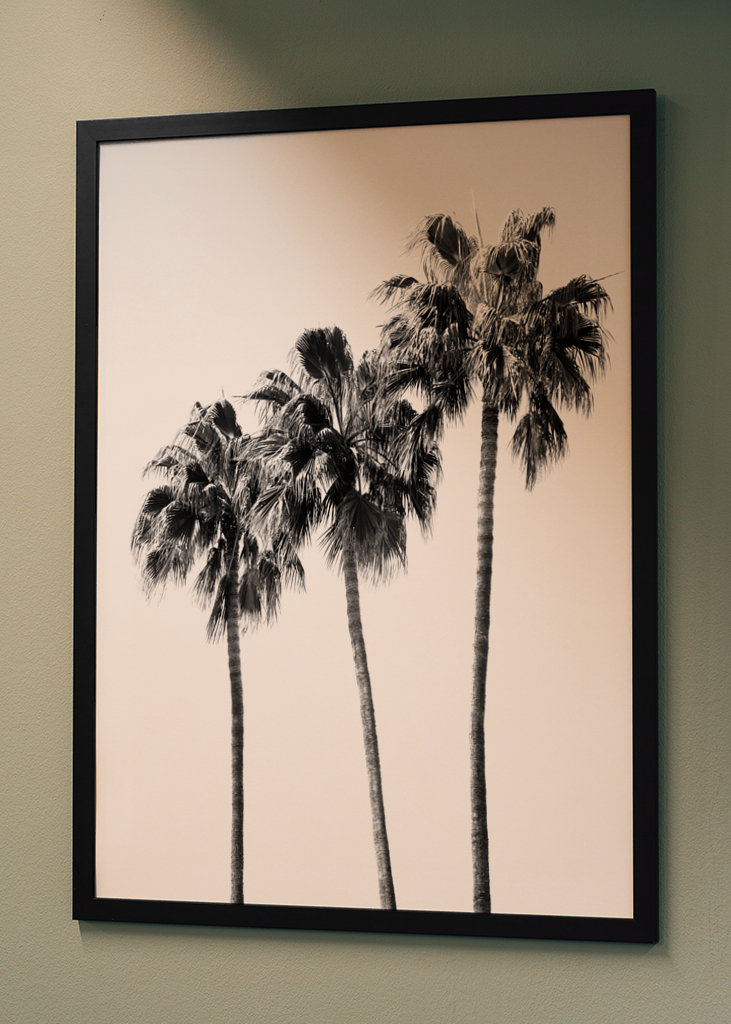Palm Trees Black & White Vibes