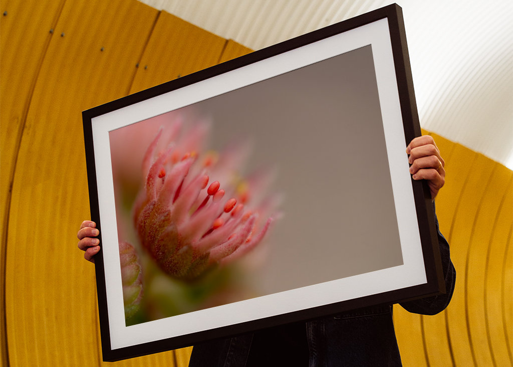 Rosarote Sukkulenten-Blüte 