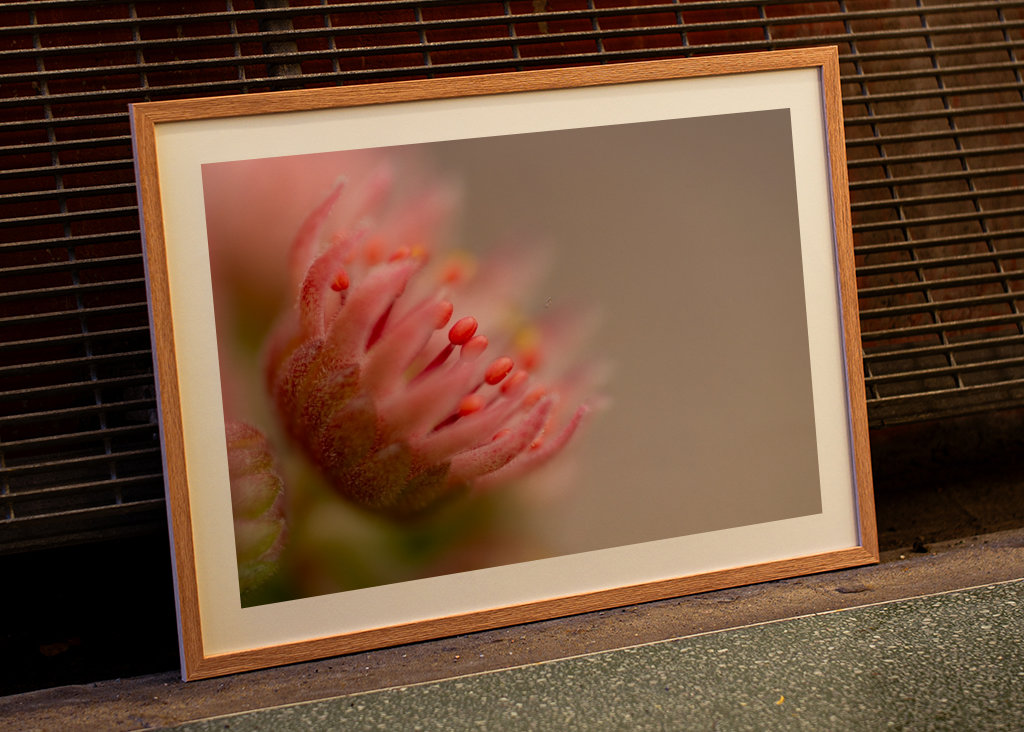 Rosarote Sukkulenten-Blüte 