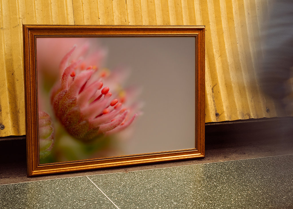 Rosarote Sukkulenten-Blüte 