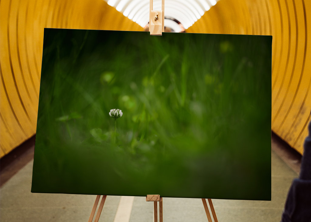 En hvit kløverblomst i gresset