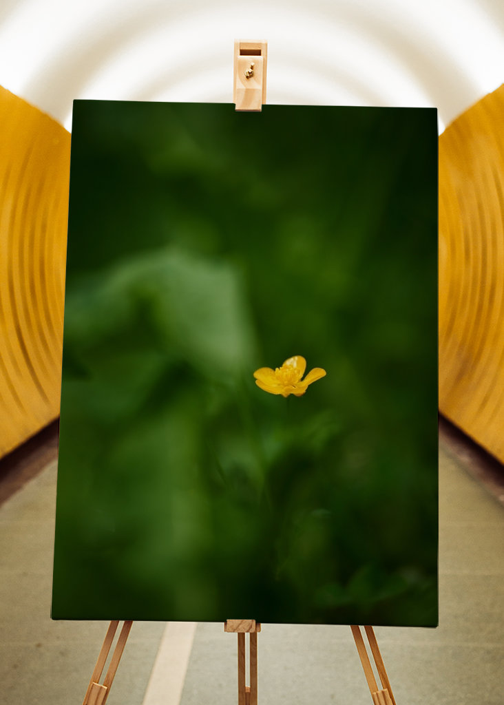 Pryskyřník v trávě