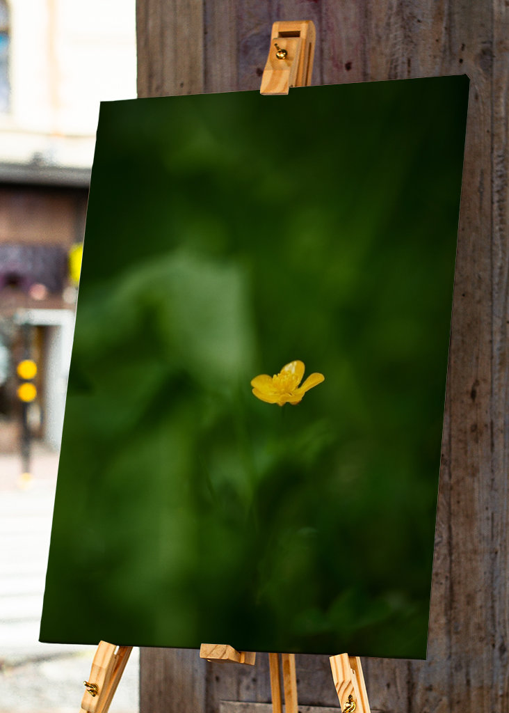 Pryskyřník v trávě