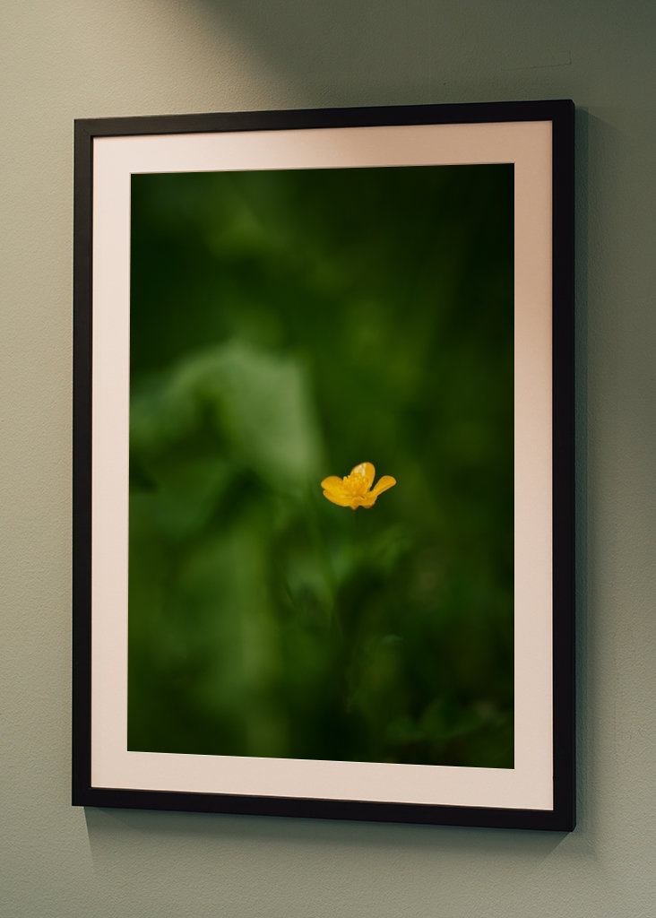 Pryskyřník v trávě