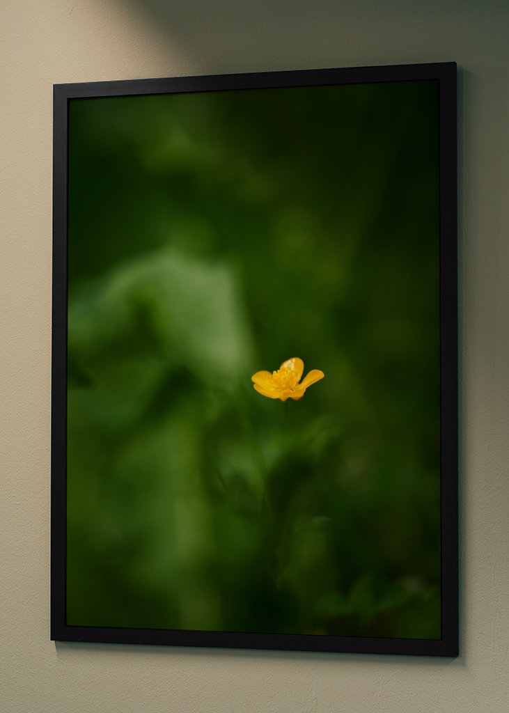 Pryskyřník v trávě