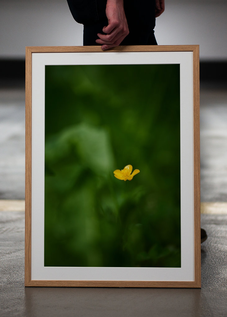 Pryskyřník v trávě