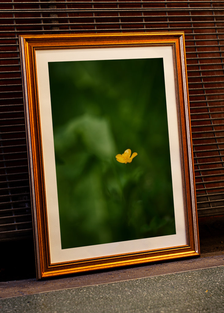 Pryskyřník v trávě