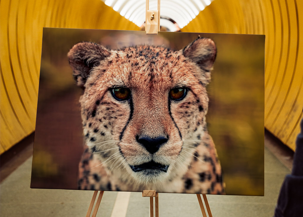 Gaze of the Swift Cheetah 