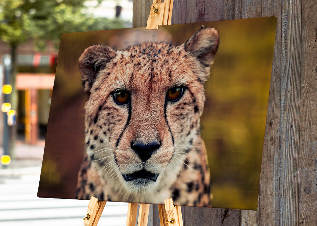 Gaze of the Swift Cheetah 