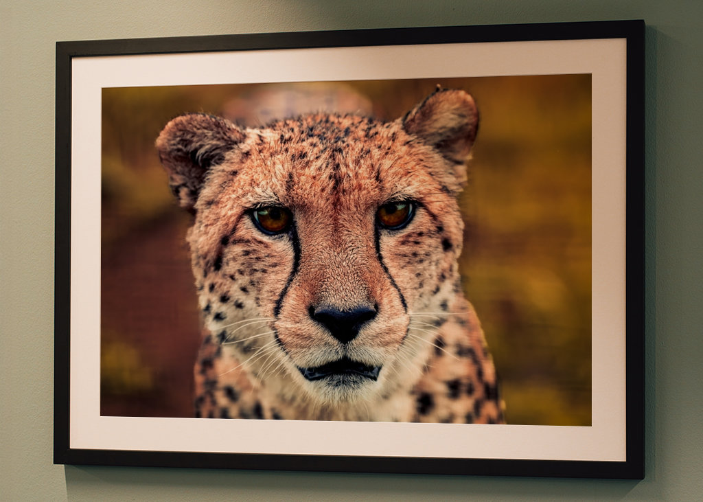 Gaze of the Swift Cheetah 