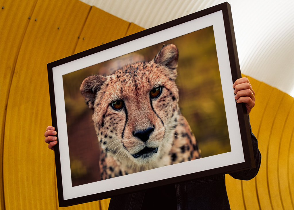 Gaze of the Swift Cheetah 