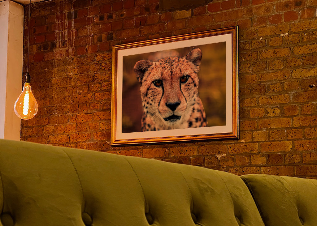 Gaze of the Swift Cheetah 