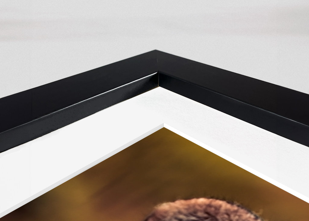 Gaze of the Swift Cheetah 