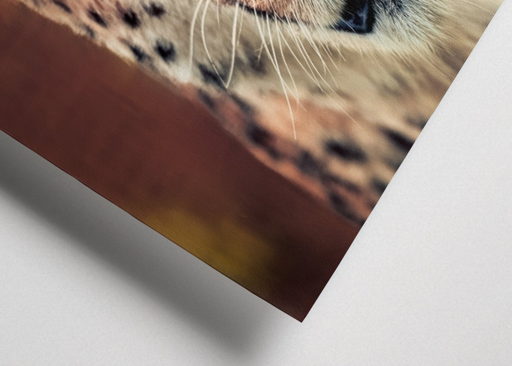 Gaze of the Swift Cheetah 