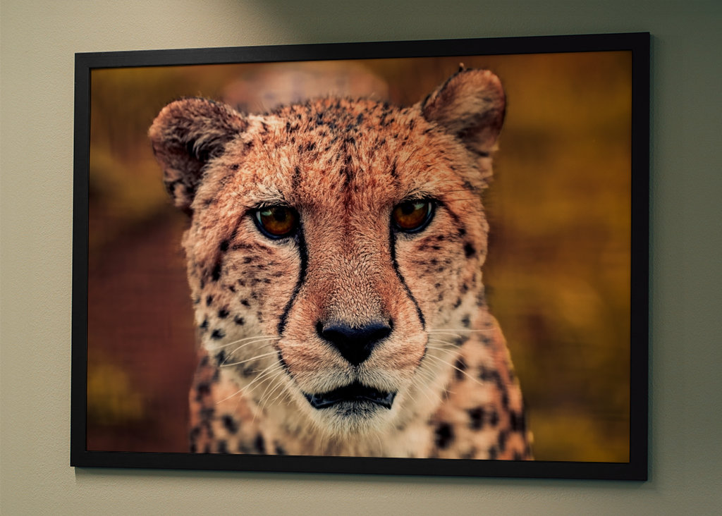 Gaze of the Swift Cheetah 