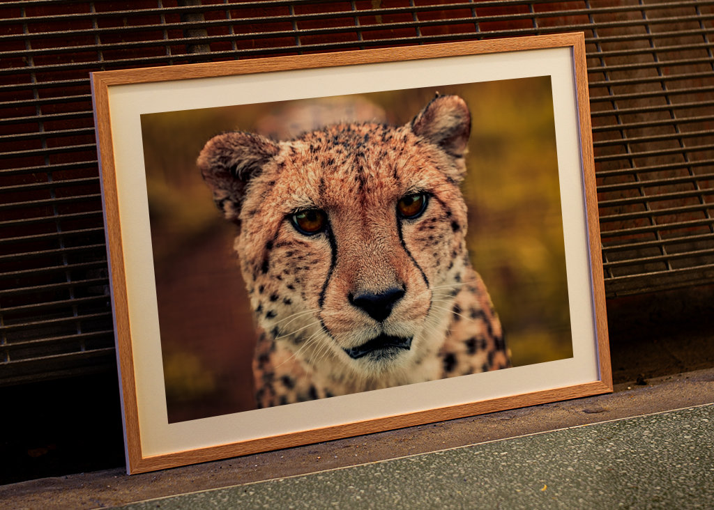 Gaze of the Swift Cheetah 