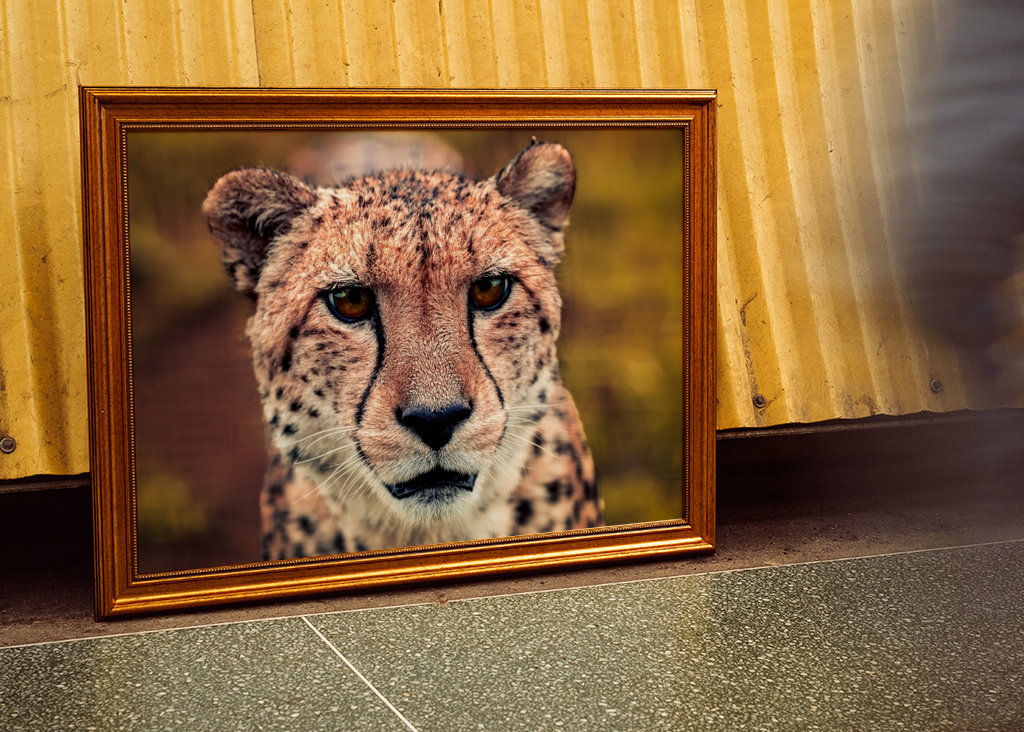 Gaze of the Swift Cheetah 