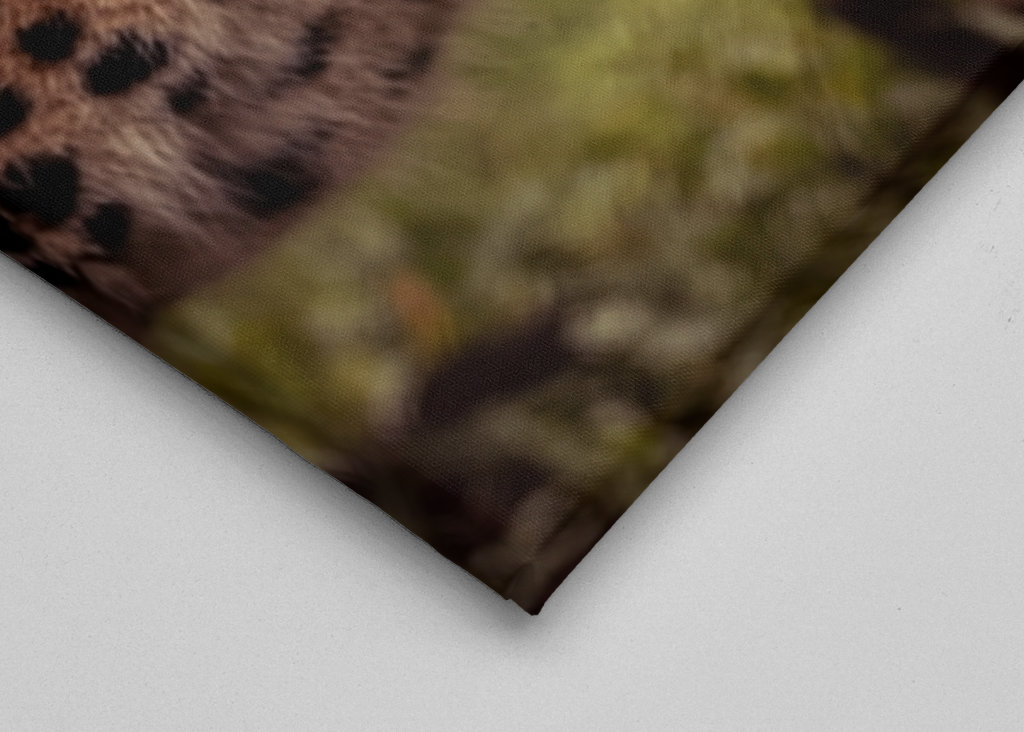 El enfoque sigiloso de un leopardo