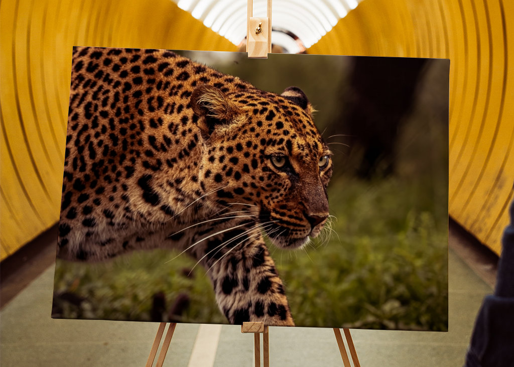 El enfoque sigiloso de un leopardo